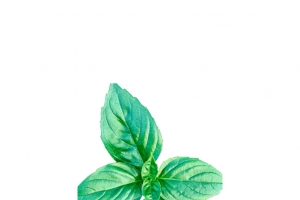 春天绿色小叶子