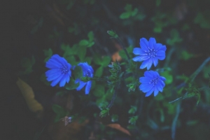 花 草 蓝色 4k壁纸 3840x2160