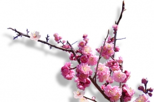 梅花