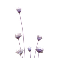 红色 长枝干 花朵 png素材