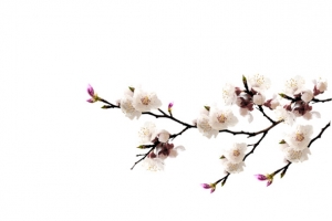 梅花