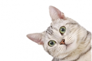 白色的小猫装饰图片