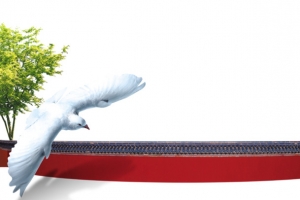 鸽子红墙树木高清PNG透明及PSD动物设计素材免费下载