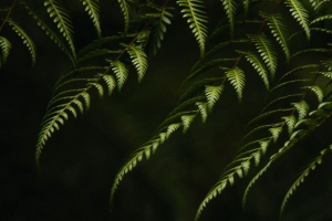 蕨类植物 树枝 灌木 植物 绿色 4k壁纸 3840x2160