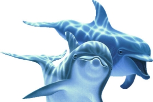 海豚