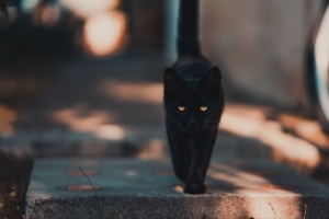 猫 小猫 黑色 行走 4k壁纸 3840x2160