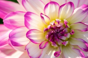 花朵鲜花 大丽花4K高清壁纸