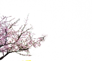中秋节