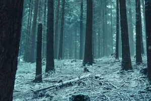 森林 树木 雪 冬季森林 树枝 4k壁纸 3840x2160