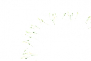 彩色绿色植物花环