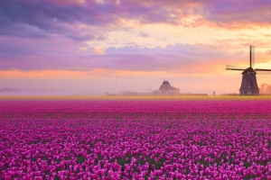 郁金香花海风景3440x1440带鱼屏壁纸