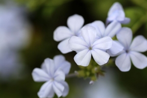 铅 花 花瓣 白色 宏观 4k壁纸 3840x2160
