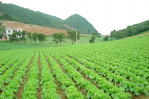 山坡菜园