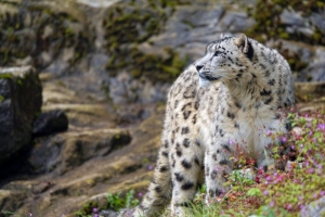 雪豹 大猫 捕食者 岩石 花朵 4k壁纸 3840x2160