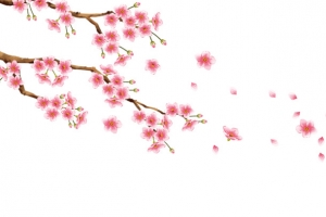 教师节桃花开了一树枝桃花瓣