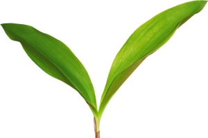 高清摄影绿色草本植物小树苗