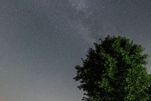 树 树叶 星星 夜晚 天空 4k壁纸 3840x2160