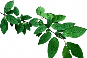 绿色茶叶 png素材