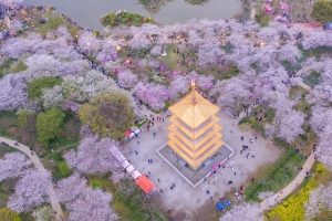 空中俯瞰东湖樱花园樱花4K高清壁纸3840x2160免费下载