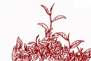 茶叶素材小元素