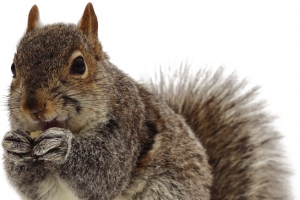 森林动物可爱小松鼠