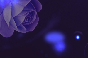 高端奢华护肤紫色banner