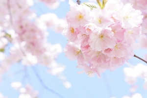 日本樱花树天空盛开的美丽樱花图片