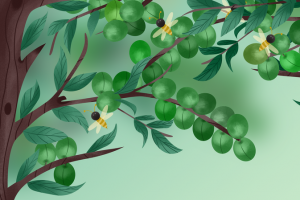 夏天立夏二十四节气树枝果实蜜蜂