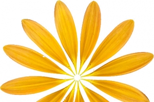 黄色花瓣