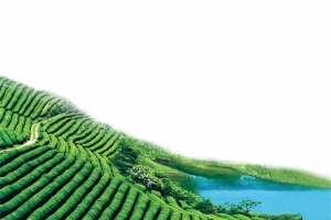 绿色茶山