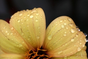 花 黄色 花瓣 水滴 露水 4k壁纸 3840x2160