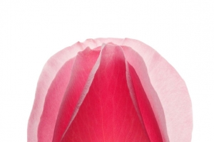粉色玫瑰花花瓣装饰素材