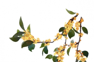 十里桂花