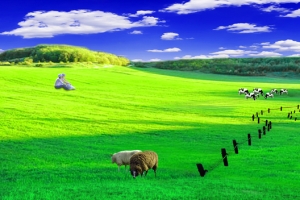 绿色背景