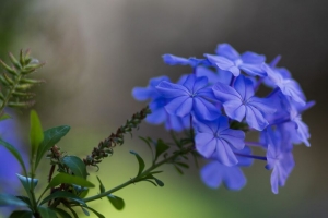 铅 花 花瓣 宏观 蓝色 4k壁纸 3840x2160