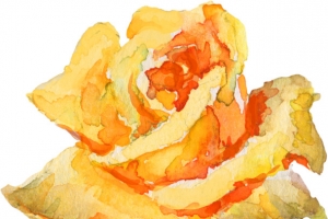 黄玫瑰高清PNG透明图片-情人节节日元素设计素材免费下载