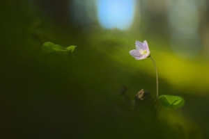 草 花瓣 花 模糊 4k壁纸 3840x2160