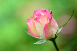 玫瑰花蕾,花瓣,水滴,露珠,图片