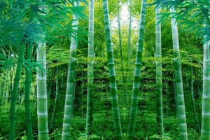 竹子美景图