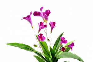 朦胧红花 绿色叶子png素材