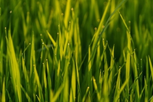 草 宏 滴 植物 4k壁纸 3840x2160