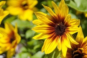  rudbeckia 花 花瓣 宏观 黄色 4k壁纸 3840x2160