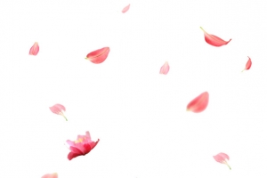 花瓣素材大图