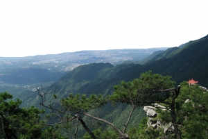 庐山松树