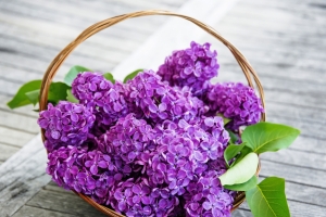 紫丁香 篮子 紫丁香花图片