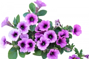 紫色喇叭花