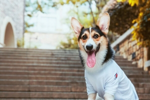 威尔士柯基犬 狗 突出的舌头 时尚的 4k壁纸 3840x2160