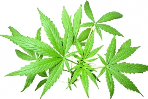 火麻绿色植物