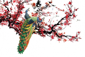 腊梅孔雀