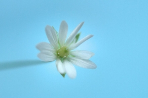  stellaria 花 白色 蓝色 极简主义 4k壁纸 3840x2160